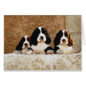 Picture Perfect Cute Puppies cards