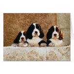 Picture Perfect Cute Puppies cards
