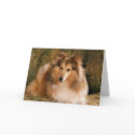 Picture Perfect Cute Puppy Dog cards