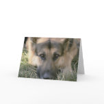 Picture Perfect Cute Puppy Dog Cards