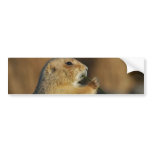 Pictures of Prairie Dogs Bumper Stickers