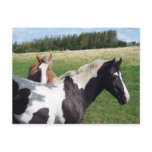 Piebald & Chestnut Horses Postcards