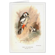Pied Woodpecker Cards