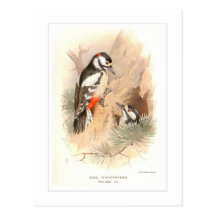 Pied Woodpecker Post Card