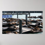 Pier 39 Sea Lions Print