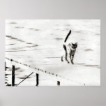 pier cat posters