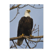 Piercing Gaze Post Card