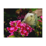Pieris brassicae post cards