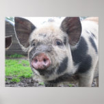 Pig Face posters