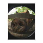 Pig Fisheye Postcard