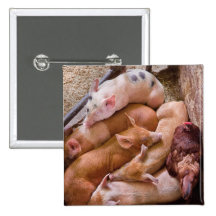 Pig - Five little piggies and a Chicken Pinback Buttons