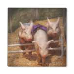 Pig - Getting past hurdles magnets