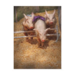 Pig - Getting past hurdles postcards