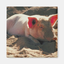Pig in the Sun Fridge Magnet