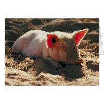 Pig in the Sun Greeting Cards