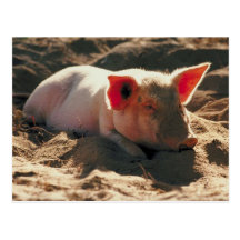 Pig in the Sun Postcards