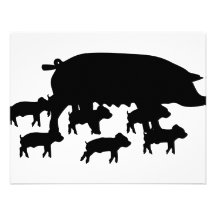 pig mum with young pigs icon announcement