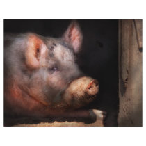 Pig - Piggy number two
