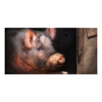 Pig - Piggy number two