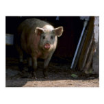 Pig Post Card