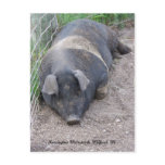 Pig Postcard