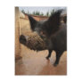 Pig Postcards