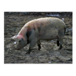 Pig Postcards