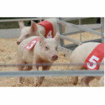 Pig racing pink piglet number three acrylic cut outs