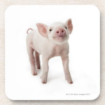 Pig Standing Looking Up Coasters