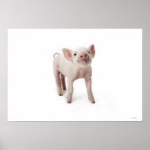 Pig Standing Looking Up Print