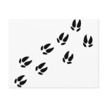 Pig - Tracks postcards