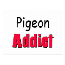 Pigeon Addict Postcard