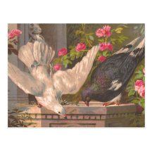 "Pigeon and White Dove" Vintage Postcard