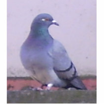Pigeon copy cut out