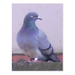 Pigeon copy postcards