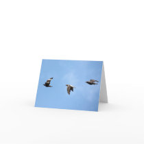 Pigeon Flight Positions Notecard