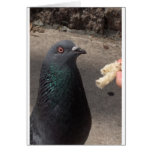 pigeon greeting card