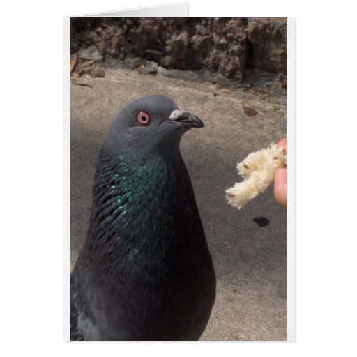 pigeon greeting card