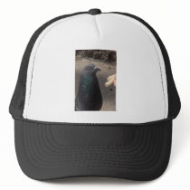 pigeon hats