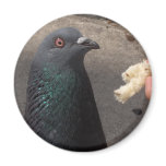 pigeon magnets