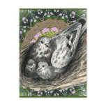 Pigeon Nest Post Card