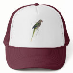 Pigeon Parrakeet by Edward Lear hats