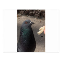 pigeon post card