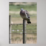 Pigeon Post Poster posters