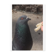 pigeon postcard