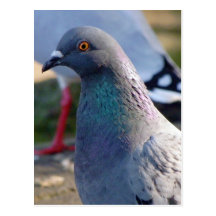 Pigeon Postcards