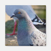 Pigeon Refrigerator Magnet