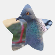 Pigeon Sticker