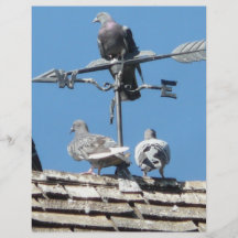 pigeons full color flyer