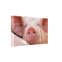 Piggy Canvas Print